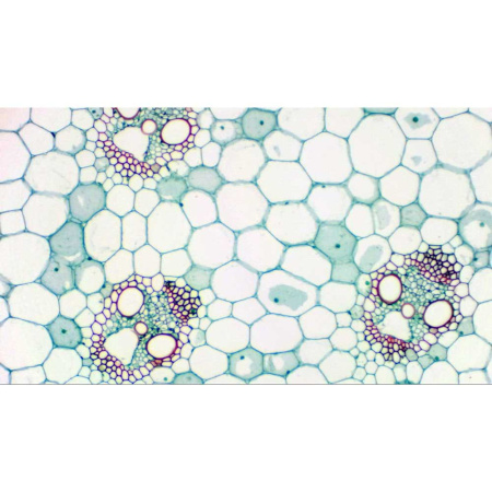 bresser-camara-microocular-micro-eyepiece-camera_3