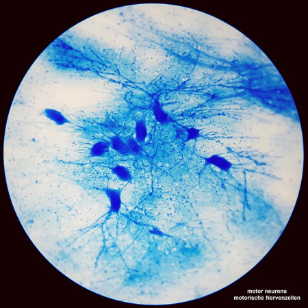 bresser-science-tfm-201-bino-professional-microscope_5